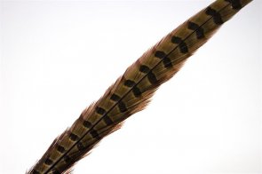 Pheasent Tail Feathers