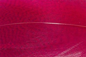 Troutline Mallard Barred Feathers