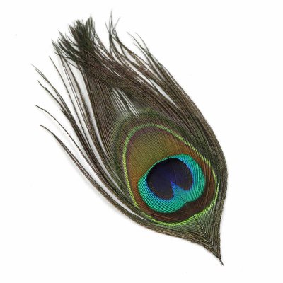 Peacock Eye Feather